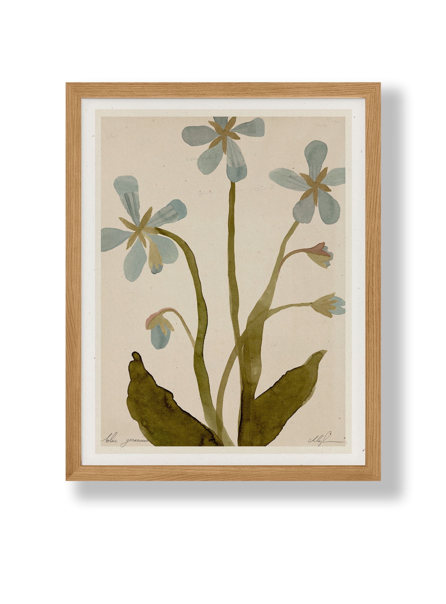 blue geranium