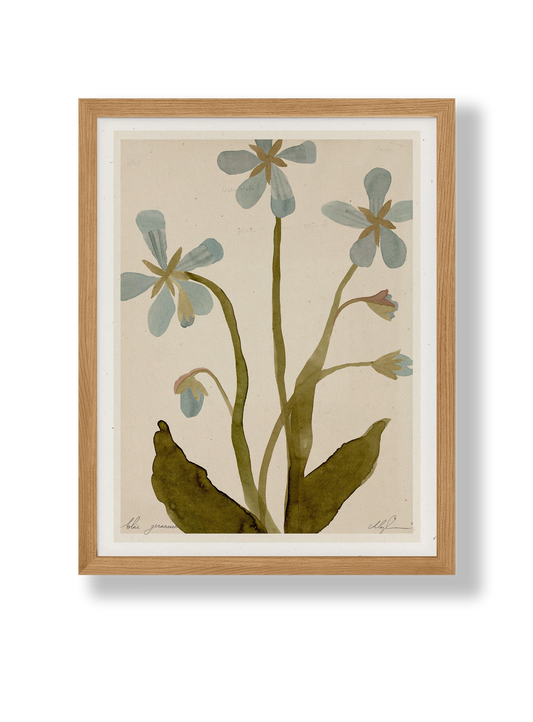 blue geranium